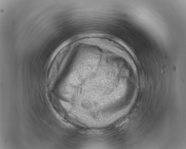 X0000070340861200606301739