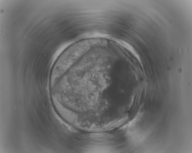 X0000070340863200606301739