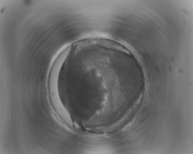 X0000070340864200606301739