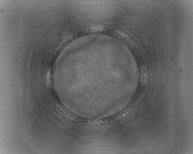 X0000070340866200606301738