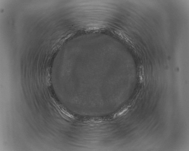 X0000070340868200606301738