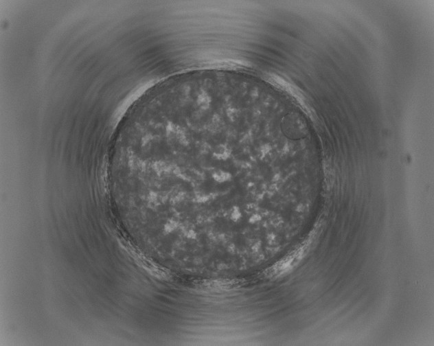 X0000070340875200606301738