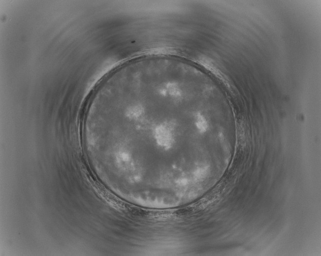 X0000070340886200606301738