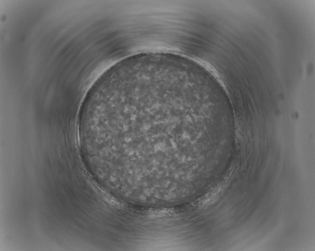 X0000070340887200606301738