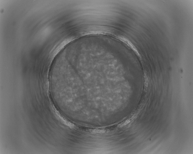 X0000070340890200606301738