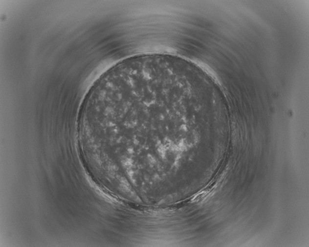 X0000070340895200606301738