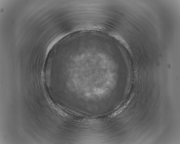 X0000070340928200606301737