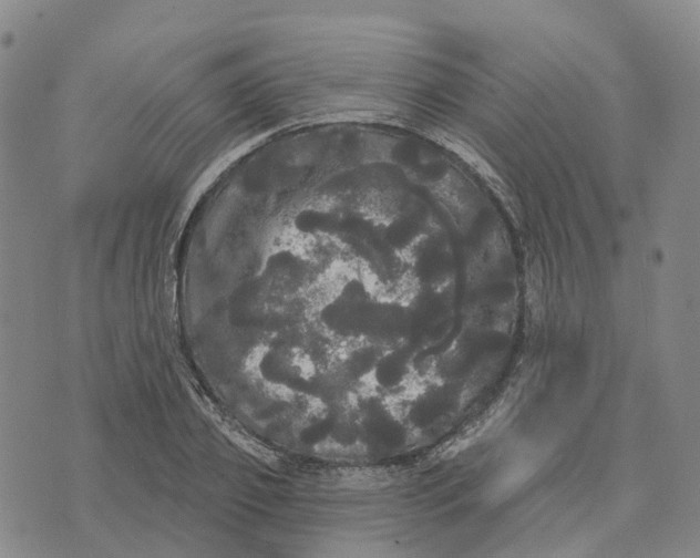 X0000070340933200606301737