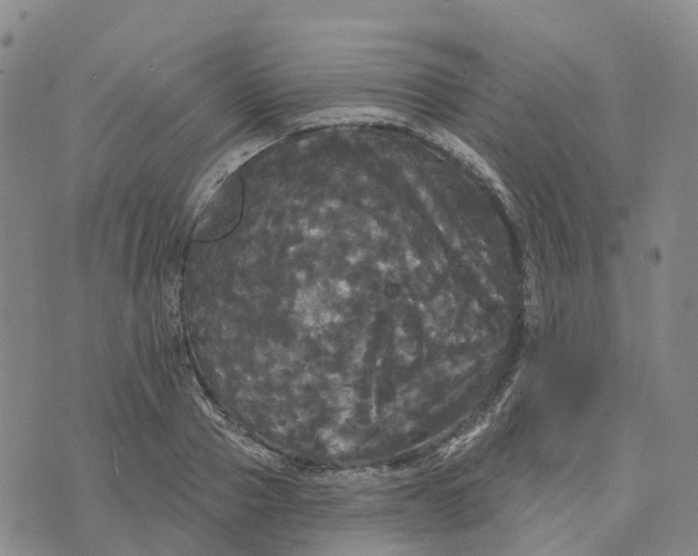 X0000070340937200606301737