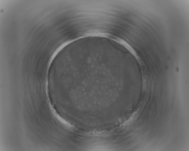 X0000070340955200606301737