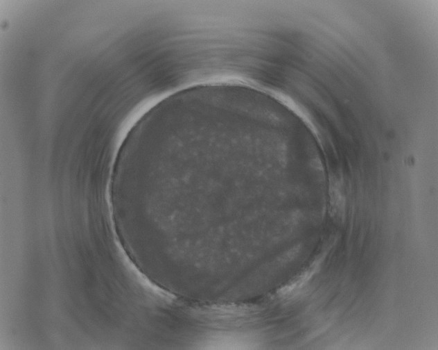 X0000070340959200606301737