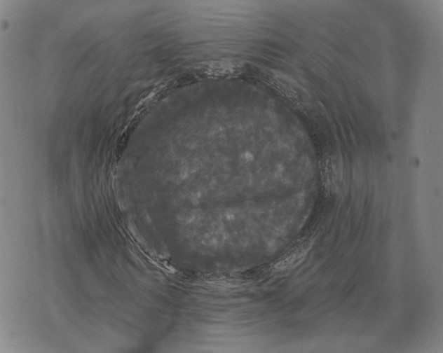 X0000070340962200606301737