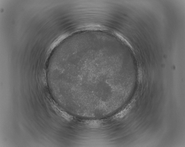 X0000070340970200606301736