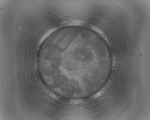 X0000070340978200606301736