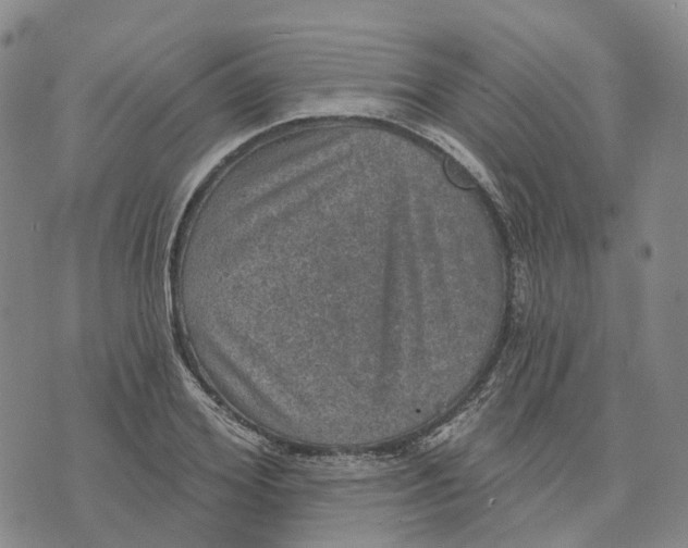 X0000070340980200606301736