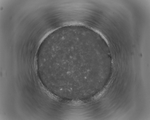 X0000070340983200606301736