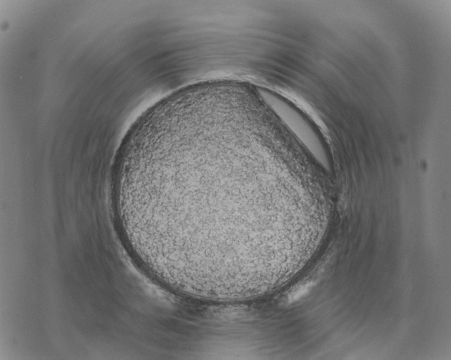 X0000070340991200606301736