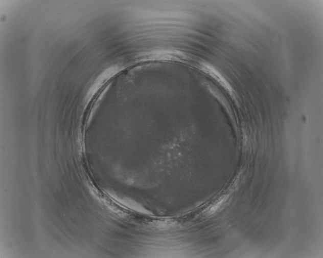 X0000070340994200606301736