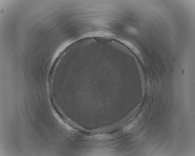 X0000070340998200606301736