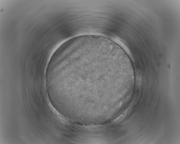 X0000070341004200606301736