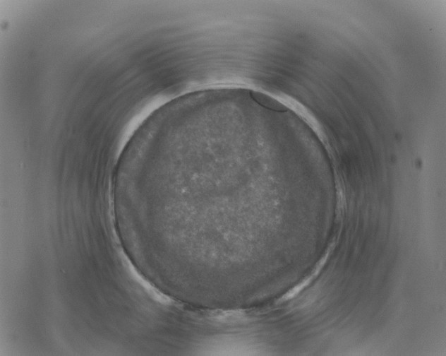 X0000070341006200606301736