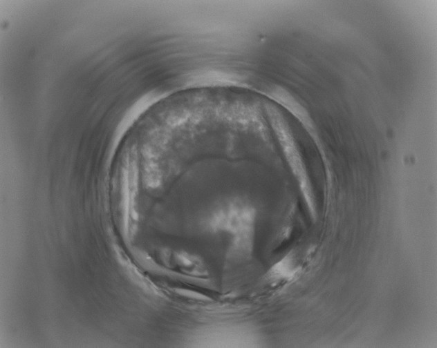 X0000070341008200606301736