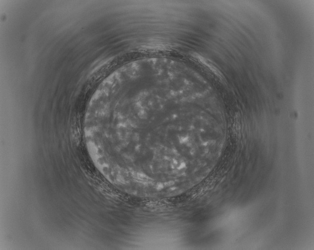 X0000070341015200606301735