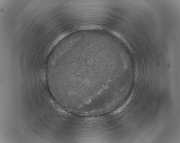 X0000070341017200606301735