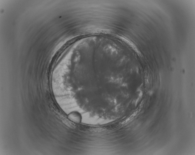 X0000070341023200606301735