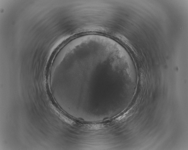 X0000070341024200606301735