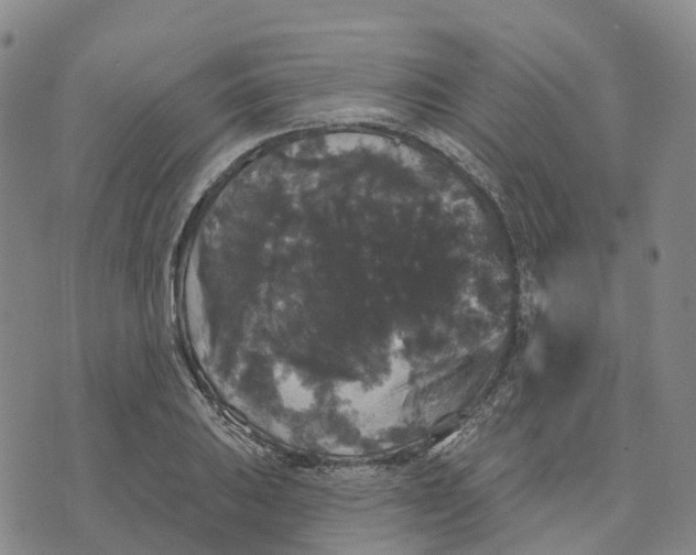 X0000070341031200606301735