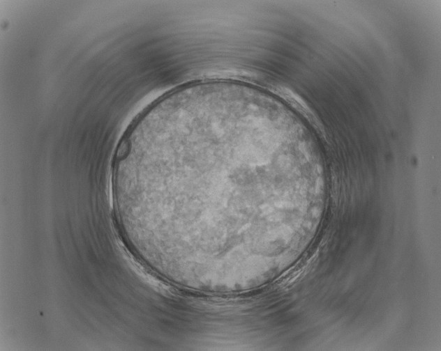 X0000070341036200606301736