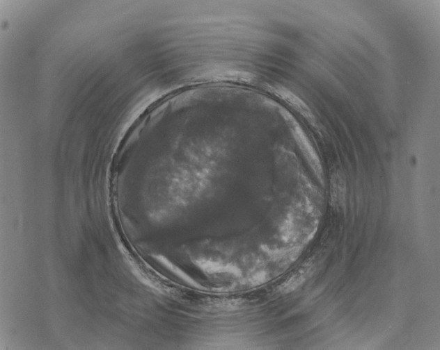 X0000070341039200606301736