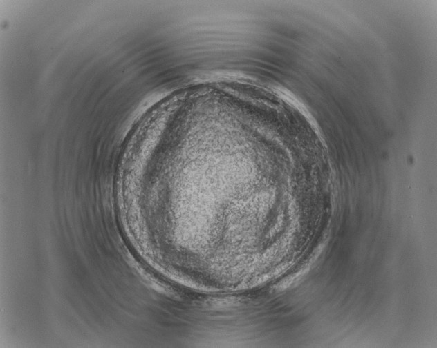 X0000070341041200606301736