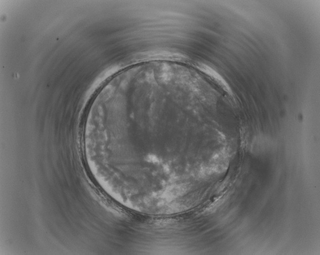 X0000070341043200606301736