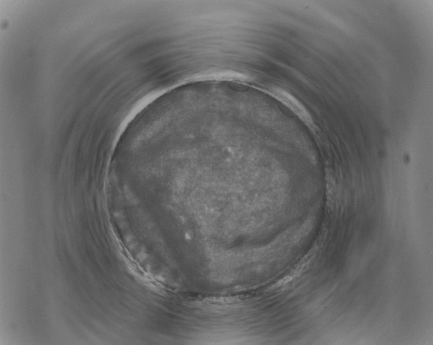 X0000070341044200606301736