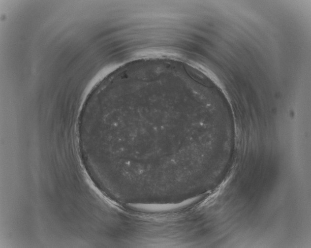 X0000070341045200606301736