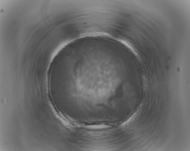 X0000070341046200606301736