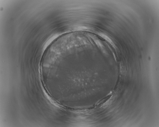 X0000070341047200606301736