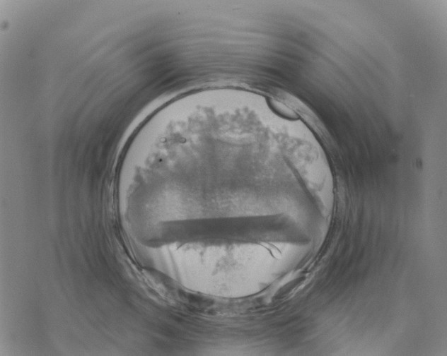 X0000070341052200606301736