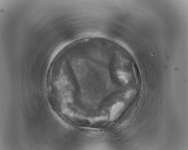 X0000070341056200606301736