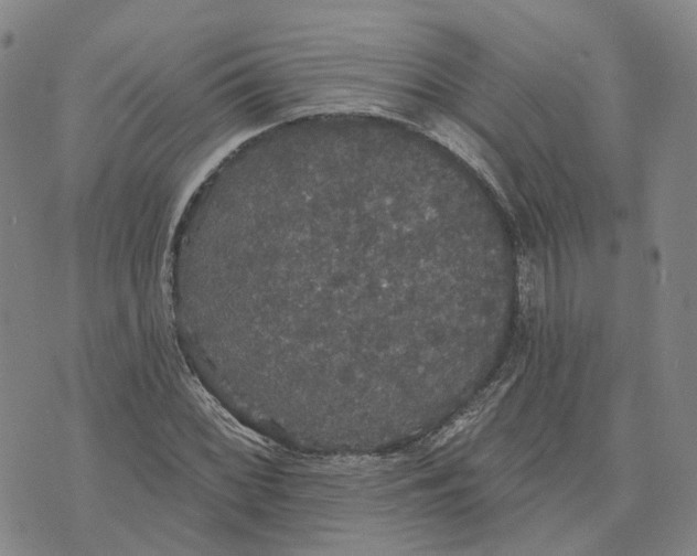 X0000070341068200606301735