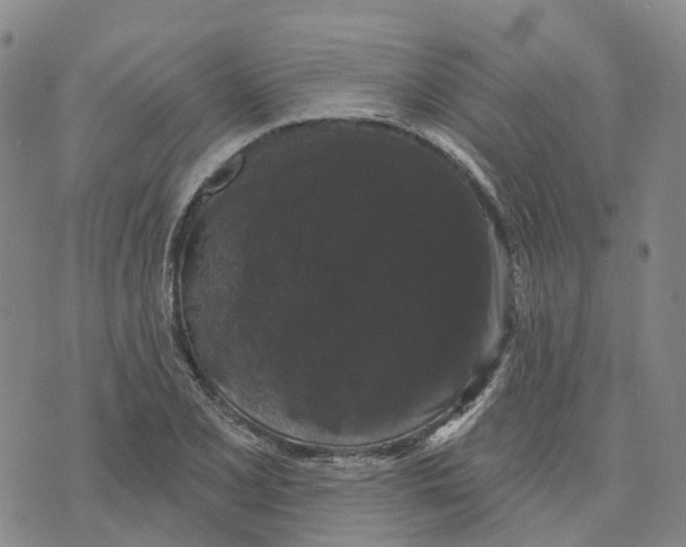 X0000070341077200606301735