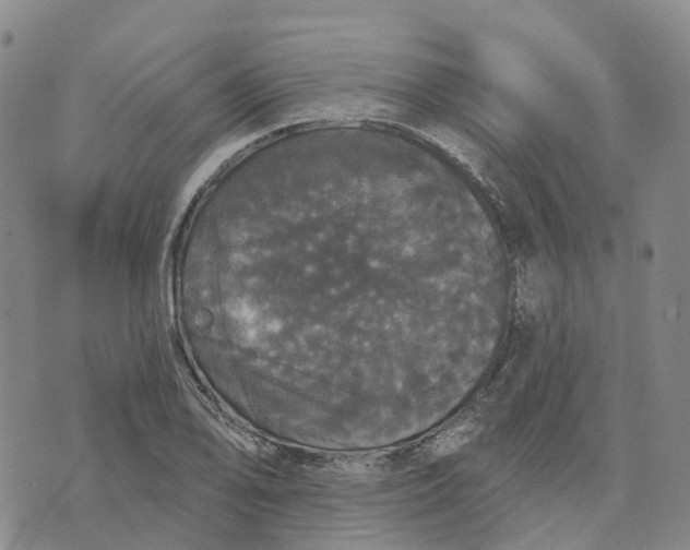 X0000070341078200606301735