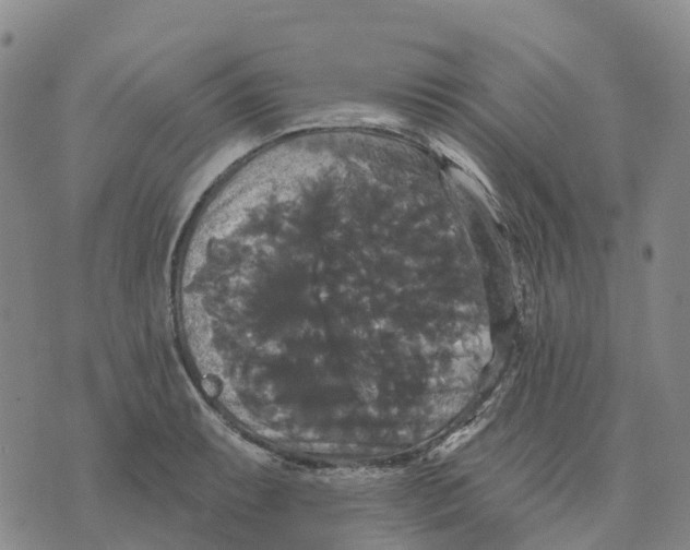 X0000070341087200606301735