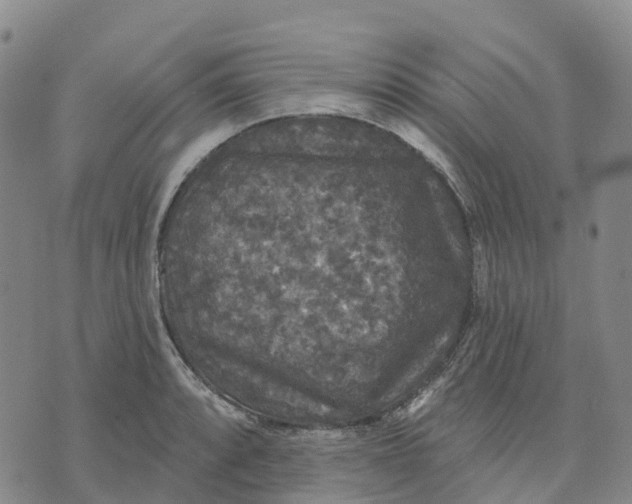 X0000070341088200606301735