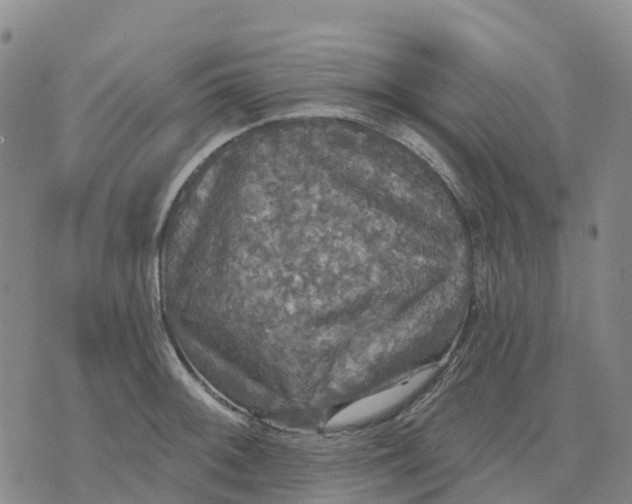 X0000070341092200606301735