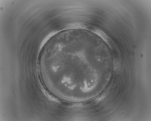 X0000070341094200606301734