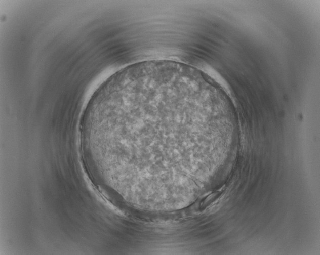 X0000070341096200606301734