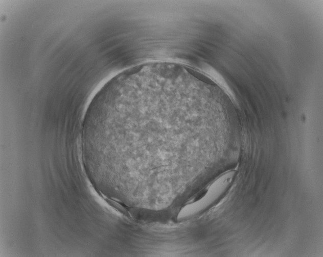 X0000070341100200606301734